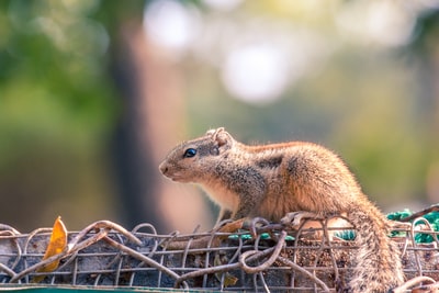 The fence brown squirrel
